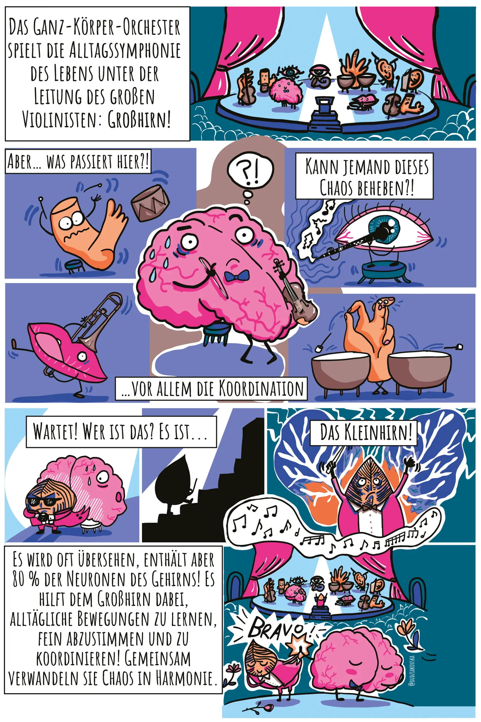 Cerebellum